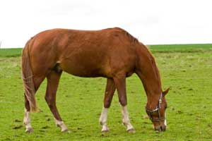 Geronimo