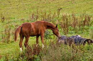 Geronimo als Fohlen auf der Koppel