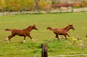 Geronimo und Florina auf der Koppel