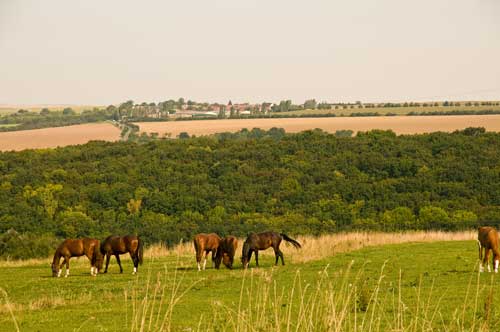 Robin auf der Koppel