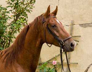 Robin von Royaldik aus der Hera