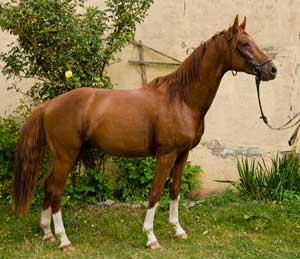 Robin von Royaldik aus der Hera